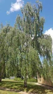 Weeping Silver Birch, Specimen Trees, full standard trees with clear stems.