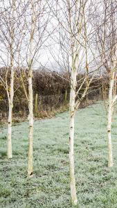 Betula Jacquemontii Snow Queen. Silver Birch Snow Queen Trees for sale online with UK delivery.