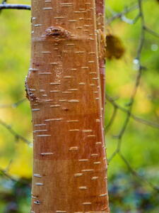 Betula Utilis or Himalayan Birch Copper Bark Birch bark detail