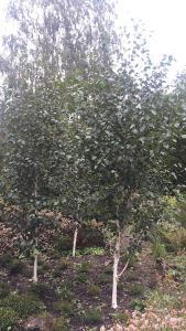 To give it its full name Betula utilis Jacquemontii Doorenbos is a specific cultivar of Himalayan Birch that has creamier bark when it peels and then this bark turns whiter and whiter as time progresses.