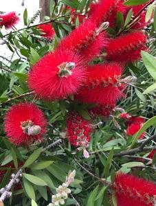 Callistemon Laevis Scarlet is commonly known as Bottlebrush or Callistemon Rugulosus. Flowering shrubs buy UK.