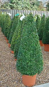 Buxus Sempervirens Cones, Topiary Box Pyramids and other shaped Buxus plants for sale at our Topiary specialist nursery in London UK.