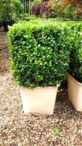 Buxus Square Cubes - Boxwood Topiary Squares