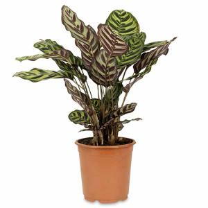 Calathea Makoyana or Peacock Plant Indoor Foliage Plant