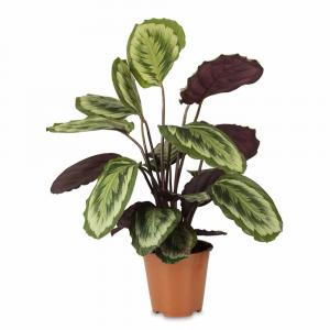 Calathea Misty, Peacock Plant or Prayer Plant House Plant