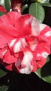 Camellia Japonica Dixie Knight Supreme Red & White Flowers