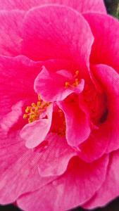 Camellia Williamsii Dr Ralph Watkins, an early pink flowering camellia
