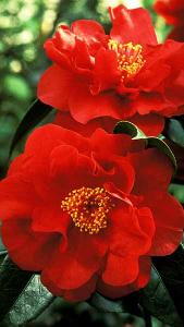 Camellia Japonica Bob Hope Compact Red Flowering Shrub