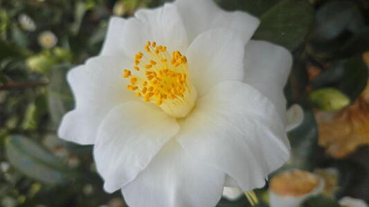 Camellia japonica Triphosa evergreen shrub with soft pink double flowers