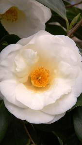 Camellia Japonica White Nun Shrub. Buy Online London UK