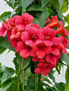 Campsis Radicans Stromboli Trumpet Vine Climber