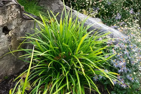 Carex Irish Green Ornamental Sedge Grass