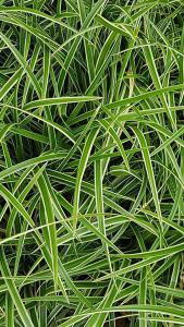 Carex morrowii ice dance deals