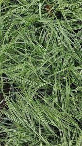 Carex Oshimensis - Evergold also known as Japanese Sedge buy it online with UK delivery