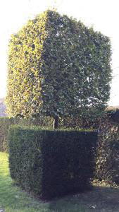 Carpinus Hornbeam topiary cubed tree, trained with a clear stem and elegant squared crown, buy online UK delivery