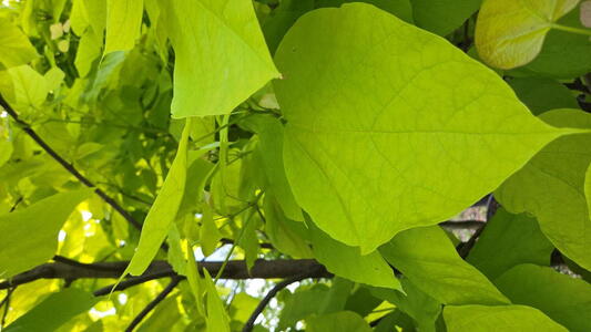 Catalpa bignonioides Aurea tree with large heart shaped golden yellow leaves