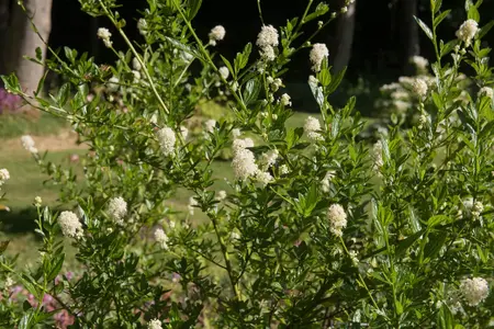 Ceanothus Millerton Point, white flowering California Lilac for sale UK delivery