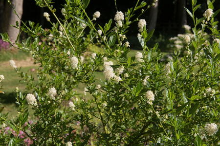 Ceanothus Millerton Point, white flowering California Lilac for sale UK delivery