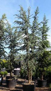 Cedrus Atlantica Glauca known as the Blue Atlas Cedar Tree for sale at Paramount Nursery UK & Online.