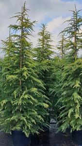 Cedrus Deodara Aurea