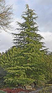 Cedrus Deodara Aurea Pendula (Weeping Golden Deodar Cedar or Himalayan Cedar)