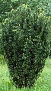 Cephalotaxus Harringtonia Fastigiata Japanese Plum Yew for sale UK delivery.