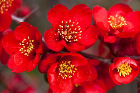 Chaenomeles Superba Nicoline Japanese Quince, an excellent ornamental quince with red spring flowers followed by yellow fragrant quinces.