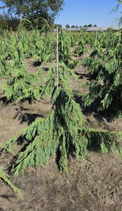 Chamaecyparis Nootkatensis Pendula or Weeping Nootka Cypress trees for sale UK