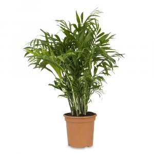 Chamaedorea Elegans or Parlour Palm Indoor Plant