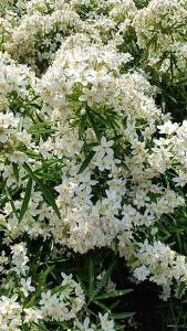Choisya Dewitteana White Dazzler Mexican Orange Blossom