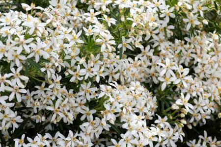 Choisya Dewitteana White Dazzler, also known as the Mexican Orange Blossom, is an evergreen shrub with aromatic white flowers and glossy green leaves, adding a fresh, fragrant touch to gardens year-round.