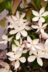 Flowers of Clematis Armandii Apple Blossom variety, an excellent evergreen climber with profuse flowers 