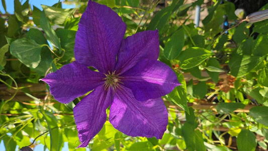 Clematis Jackmanii climbing plant with large deep purple flowers in summer