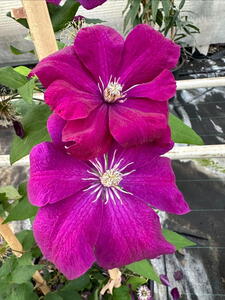 Clematis Patens Rouge Cardinal Climbing Plant