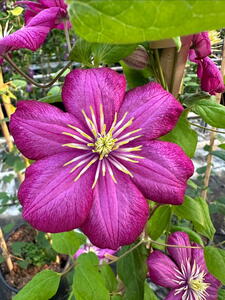 Clematis Ville de Lyon climbing plant with large pink flowers