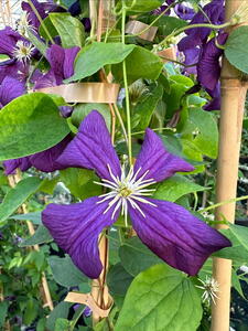 Clematis Viticella Etoile Violette (Purple Star) Climber