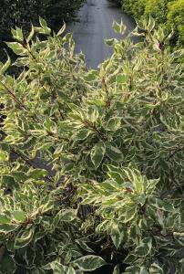 Cornus Alba Ivory Halo, or the Variegated Dogwood, is a deciduous shrub with striking green and white variegated leaves and vibrant red stems, adding year-round visual interest to landscapes.