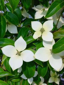 Cornus angustata Empress of China Dogwood evergreen tree with white flowers