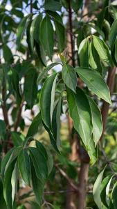 Cornus Capitata Himalayan Dogwood Evergreen Dogwood Tree