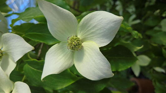 Cornus China Girl flowering dogwood with large white bracts and layered branches