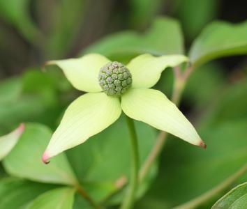 Cornus Kousa Cappuccino bracts in late Spring - early Summer, buy online UK