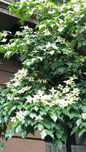 Cornus Kousa Schmetterling, is a profuse flowering ornamental dogwood tree. Buy online UK & Scotland delivery available.