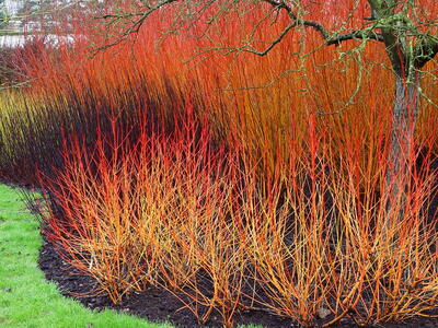 Cornus Sanguinea Magic Flame has vibrant red and orange stems in the winter landscape