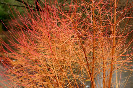 Cornus Winter Beauty has vibrant orange and red stems in the winter - buy online UK delivery