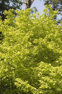 Corylus Avellana Aurea Golden Hazel tree with bright golden foliage, a native Hazel that