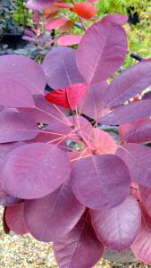 cotinus coggygria