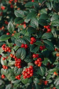 Cotoneaster Franchetii or Franchets Cotoneaster red berries adored by birds. Buy online UK
