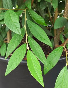 Cotoneaster Salicifoli Willeke or Willow-leaved Cotoneaster 