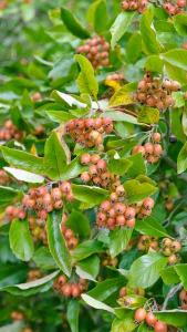 Crataegus Lavallei Carrierei or Cockspur Thorn trees have masses of creamy coloured flowers with pink centres in spring followed by red haws in autumn, buy UK.