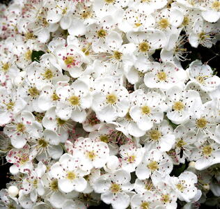 Upright Hawthorn Pleached Tree Crataegus Monogyna Stricta, buy online with UK delivery